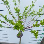 Vŕba japonská (Salix integra) ´HAKURO NISHIKI´ - výška 100-120 cm, kont. C2,5 L - NA KMIENKU